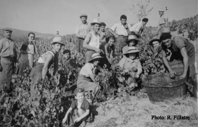 Vendanges vers 1950